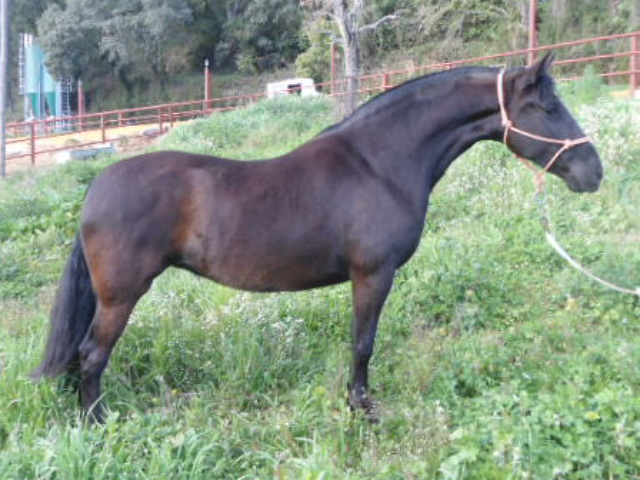 Comprar Caballo